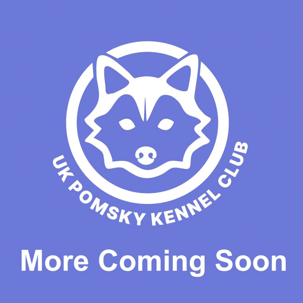 pomsky-coming-soon