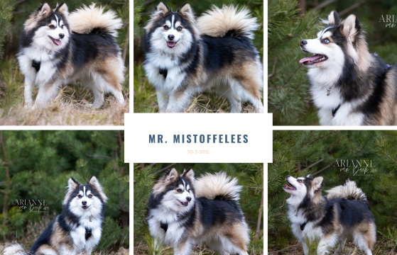 Misto (Mr. Mistoffelees)