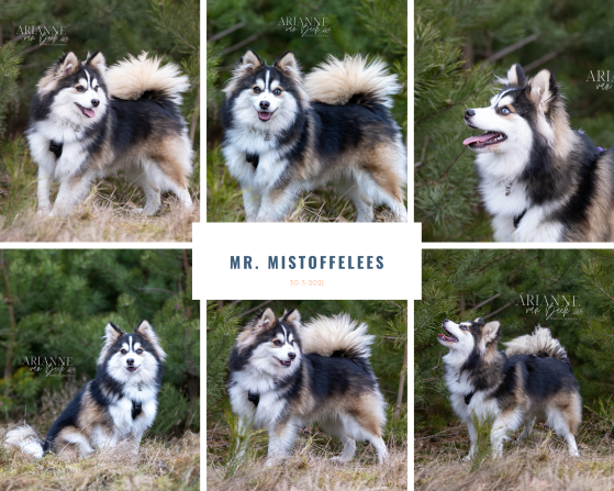 Mr Mistoffelees-1