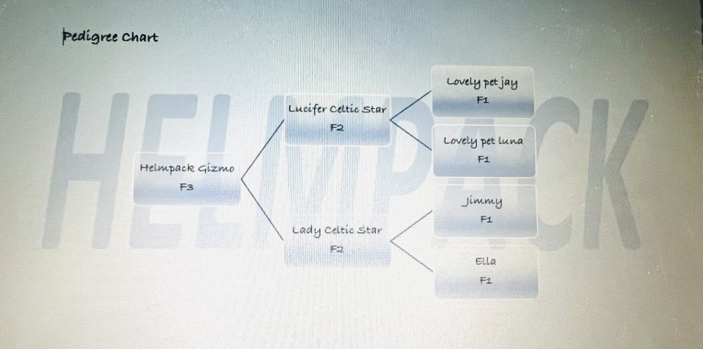 Pedigree Sample